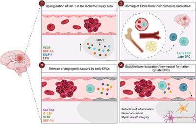 Unraveling the potential of endothelial progenitor cells as a treatment following ischemic stroke